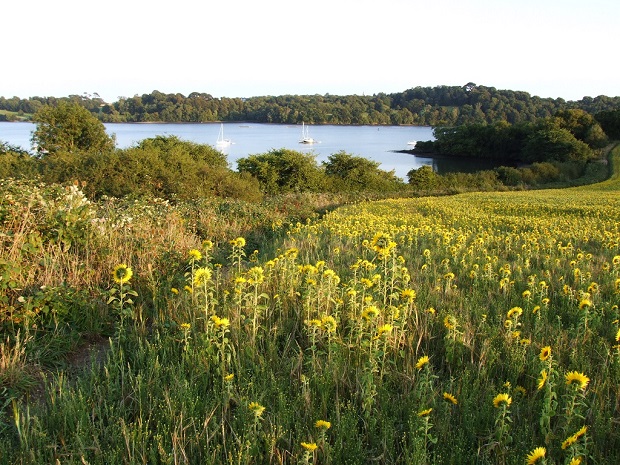 Sunflowers at Sand Acre Bay